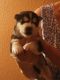 Siberian Husky Puppies for sale in Mesa, AZ, USA. price: $800