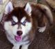 Siberian Husky Puppies for sale in Erie, PA 16508, USA. price: $650
