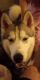 Siberian Husky Puppies for sale in New Richmond, WI 54017, USA. price: NA