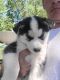 Siberian Husky Puppies for sale in Bay Shore, NY 11706, USA. price: NA