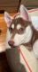 Siberian Husky Puppies for sale in Brooklyn, NY, USA. price: $1,000