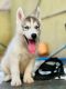 Siberian Husky Puppies for sale in Thane West, Thane, Maharashtra, India. price: 30000 INR