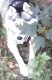 Siberian Husky Puppies for sale in Mechanicsville, VA 23111, USA. price: $450