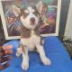 Siberian Husky Puppies for sale in Brooklyn, NY 11203, USA. price: $1,000