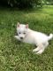 Siberian Husky Puppies for sale in Belleview, MO 63623, USA. price: $1,500