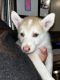 Siberian Husky Puppies for sale in Somerville, TX 77879, USA. price: $350
