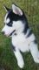 Siberian Husky Puppies for sale in Lyndonville, Lyndon, VT 05851, USA. price: $900
