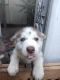Siberian Husky Puppies for sale in Goose Creek, SC 29445, USA. price: $775