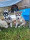 Siberian Husky Puppies for sale in Madison, IN, USA. price: NA