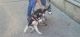 Siberian Husky Puppies for sale in New York, NY 10039, USA. price: $1,200