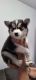 Siberian Husky Puppies for sale in Highland County, OH, USA. price: NA