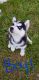 Siberian Husky Puppies for sale in Hanover, MD 21076, USA. price: $1,000