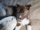 Siberian Husky Puppies for sale in Cadillac, MI 49601, USA. price: $575