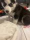 Siberian Husky Puppies for sale in South Ogden, UT, USA. price: $700