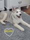 Siberian Husky Puppies for sale in Middletown, DE 19709, USA. price: $1,000
