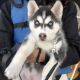 Siberian Husky Puppies for sale in Denver, CO, USA. price: NA