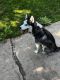 Siberian Husky Puppies for sale in McHenry, IL, USA. price: $400