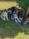 Siberian Husky Puppies for sale in Pittsburgh, PA, USA. price: $1,500