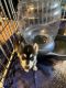 Siberian Husky Puppies for sale in Laveen Village, Phoenix, AZ, USA. price: $700