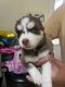 Siberian Husky Puppies for sale in Tempe, AZ 85281, USA. price: $1,000