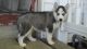 Siberian Husky Puppies for sale in Seattle, WA, USA. price: $500