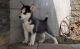 Siberian Husky Puppies for sale in New York, NY, USA. price: $500