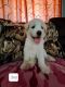 Siberian Husky Puppies for sale in Woodsfield, OH 43793, USA. price: NA