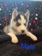 Siberian Husky Puppies for sale in Rockwood, TN 37854, USA. price: $500