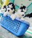 Siberian Husky Puppies for sale in New York New York Casino, Las Vegas, NV 89109, USA. price: NA
