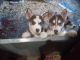 Siberian Husky Puppies for sale in Chicago, IL, USA. price: $650