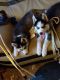 Siberian Husky Puppies for sale in Hobbs, NM, USA. price: NA