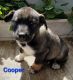 Siberian Husky Puppies for sale in Newaygo, MI 49337, USA. price: NA