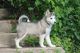 Siberian Husky Puppies for sale in Monticello, WI 53570, USA. price: NA
