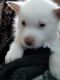 Siberian Husky Puppies for sale in Fairbury, NE 68352, USA. price: NA