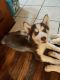 Siberian Husky Puppies for sale in Amsterdam, NY 12010, USA. price: $1,500