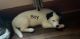Siberian Husky Puppies for sale in Amsterdam, NY 12010, USA. price: NA
