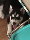Siberian Husky Puppies for sale in Azusa, CA, USA. price: NA