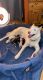 Siberian Husky Puppies for sale in Plainview, NY, USA. price: $950