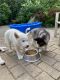 Siberian Husky Puppies for sale in Gladstone, MO, USA. price: NA