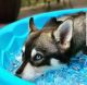 Siberian Husky Puppies for sale in Hawaiian Gardens, CA, USA. price: NA