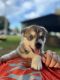 Siberian Husky Puppies for sale in Rexburg, ID, USA. price: NA