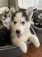 Siberian Husky Puppies for sale in 6218 Seal Pl, Waldorf, MD 20603, USA. price: NA