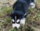 Siberian Husky Puppies for sale in Benton, IL 62812, USA. price: $700
