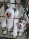 Siberian Husky Puppies for sale in Leavenworth, KS, USA. price: NA