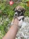 Siberian Husky Puppies for sale in Atlanta, GA, USA. price: $200