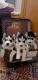 Siberian Husky Puppies for sale in New Delhi, Delhi, India. price: 26,500 INR