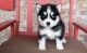 Siberian Husky Puppies for sale in Las Vegas, NV, USA. price: $300