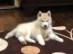 Siberian Husky Puppies for sale in Shillong, Meghalaya, India. price: 50000 INR