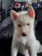 Siberian Husky Puppies for sale in Cottage Grove, OR 97424, USA. price: $150