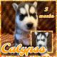 Siberian Husky Puppies for sale in Palm Bay, FL 32905, USA. price: NA